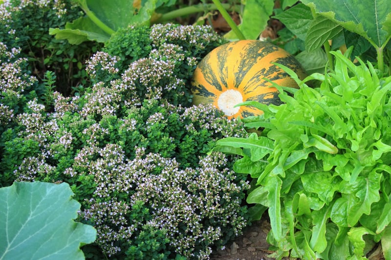 organski permakulturni vrt