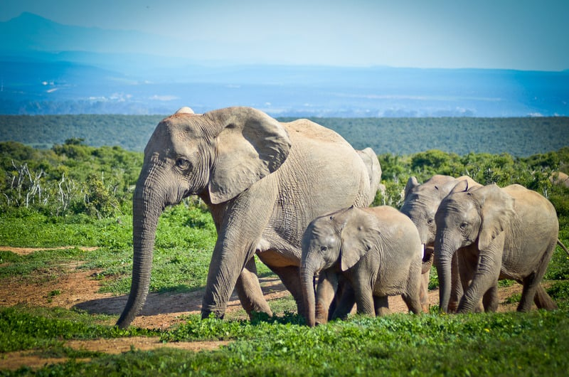 Krdo afričkih slonova.