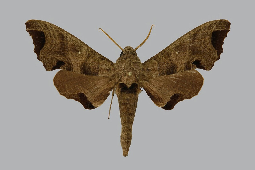 Nevidljivi noćni oprašivači: Noćni leptiri, odnosno moljci, također prenose pelud. Međutim, trebaju stabla i grmlje za životni ciklus – resurse kojih u središtima gradova često nedostaje.