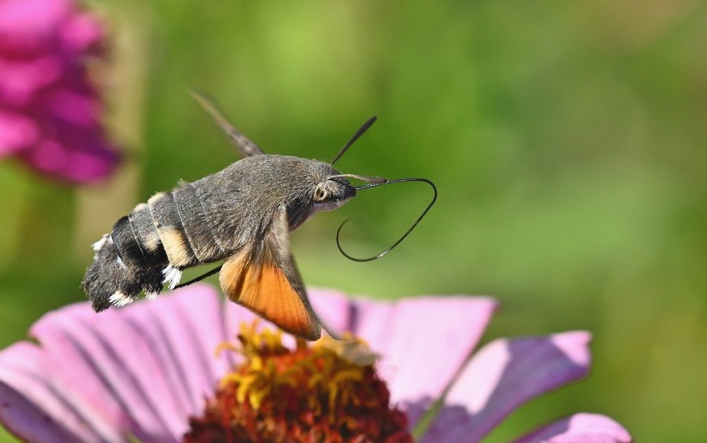 Moljcima dodatno treba krošnja drveća i grmlja te odgovarajuće biljke domaćini za prehranu.