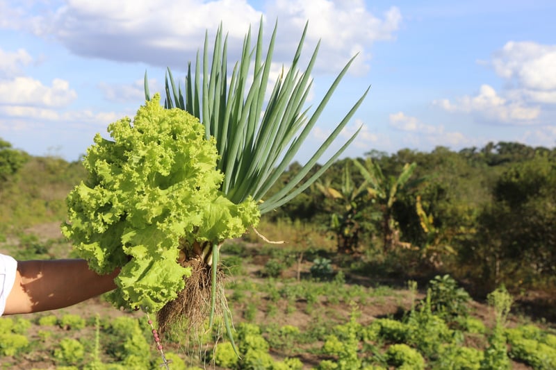 Agroekologija, ruka koja drži mladi luk i zelenu salatu