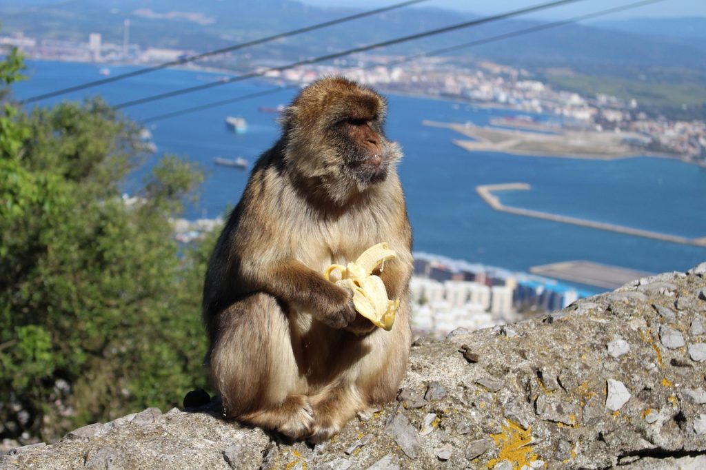 Čimpanza jede bananu