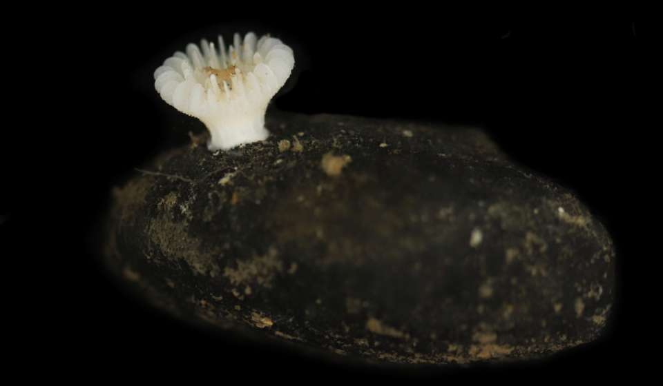 Deltocyathus zoemettalicus - pronađen je više od 4000 metara ispod površine u zoni Clarion-Clipperton (CCZ) Tihog oceana 