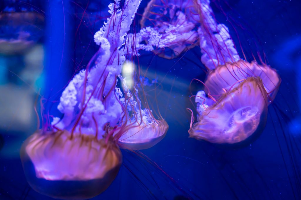 Dubokomorski ekosustav