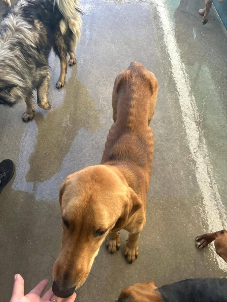 Izgladnjela životinja iz skloništa As-Eko