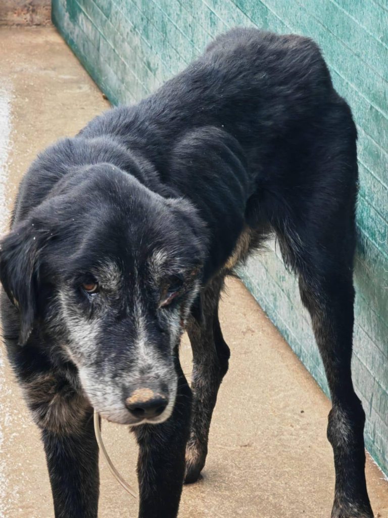 Izgladnjeli i zlostavljani pas iz skloništa As-Eko