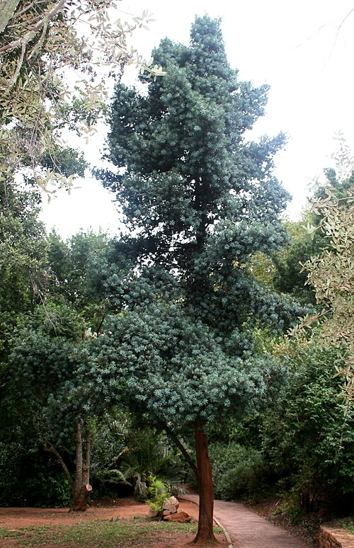 Podocarpus elongatus