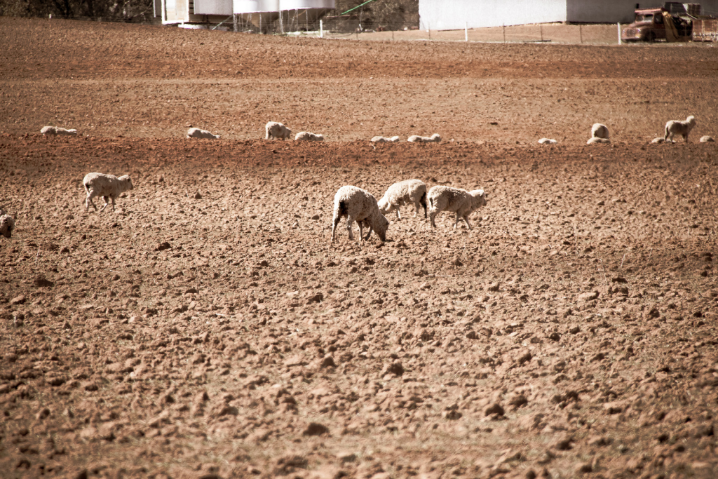 Ovce u sušnoj Australiji