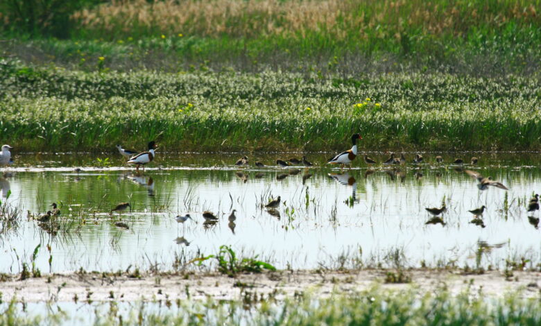Močvara na Vranskom jezeru