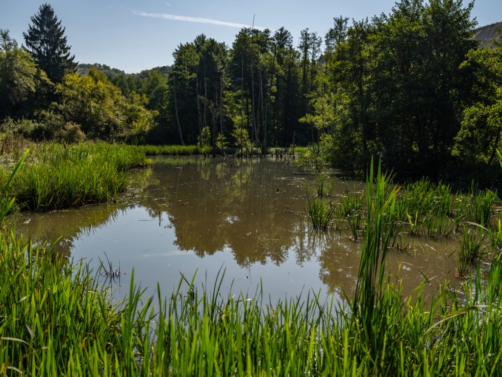 Dabrova bara / Slovenija