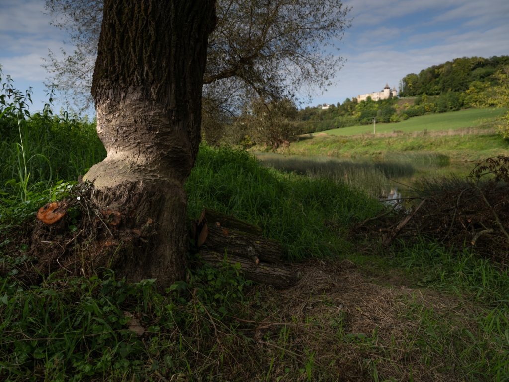 Stablo koje je oglodao dabar / Novigrad na Dobri, Hrvatska
