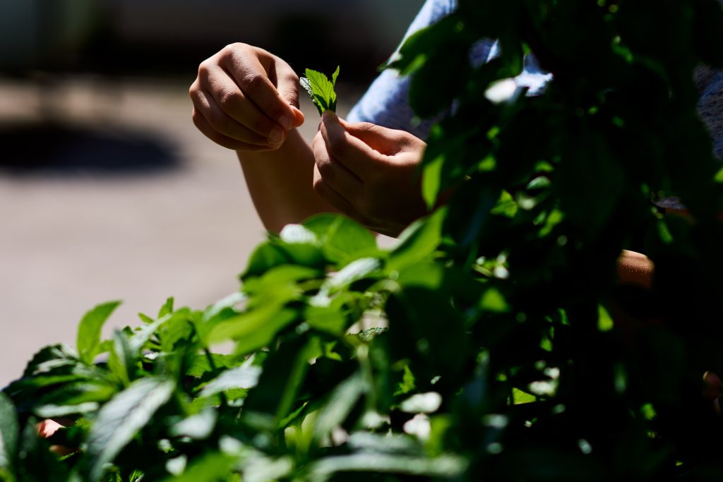 Uzgoj vlastite hrane