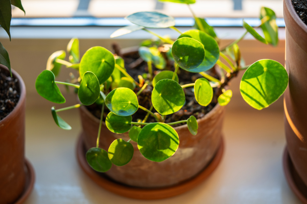 Pilea