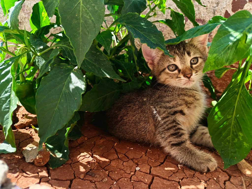 Mačka među biljkama