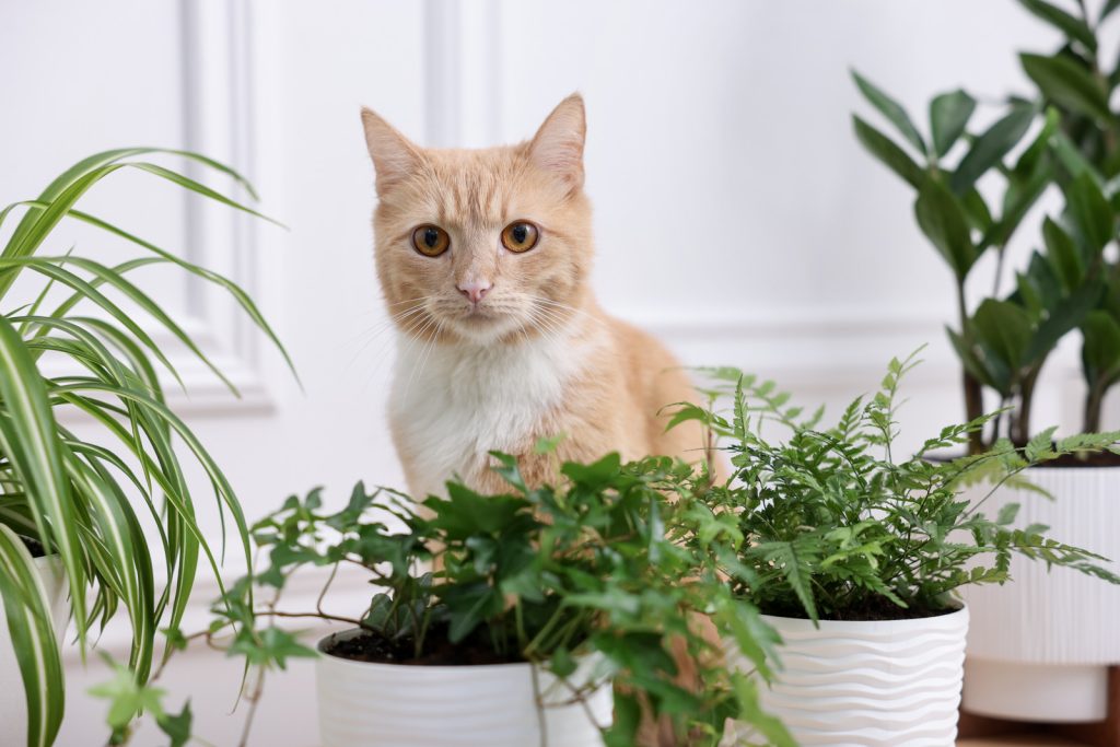 Mačka među sobnim biljkama