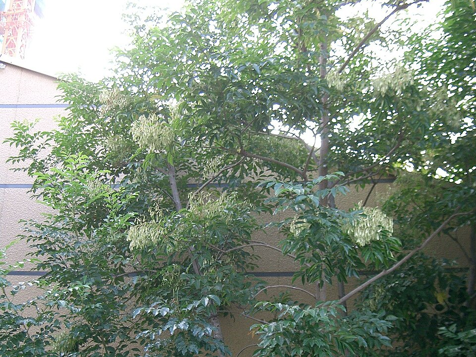 Fraxinus griffithii