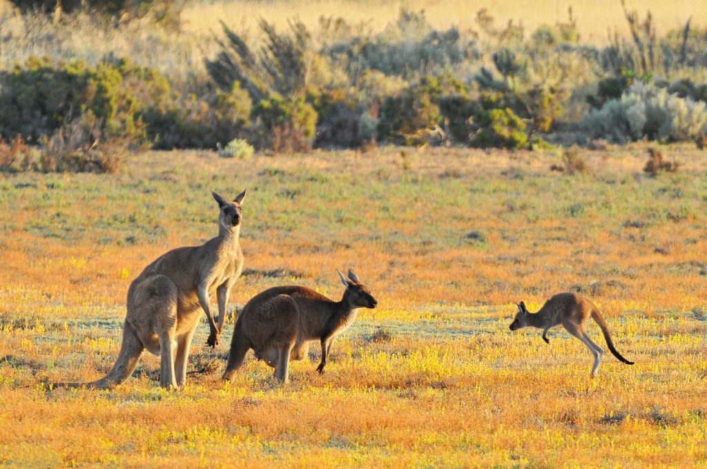Istočni sivi klokan (Macropus giganteus), autohtona vrsta tobolčara u Australiji
