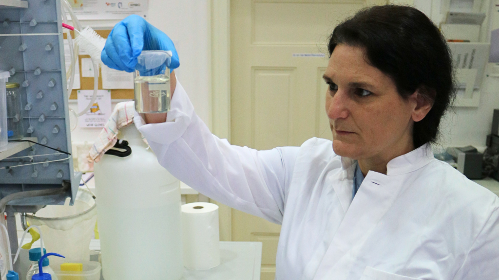 Znanstvenici Centra za istraživanje mora Instituta Ruđer Bošković u Rovinju u sklopu projekta NutriGel razvijaju održivo gnojivo iz biomase meduza i rebraša, organizama koji su se donedavno spominjali uglavnom kao problem za ribare i kupače. Na slici Tjaša Kogovšek.