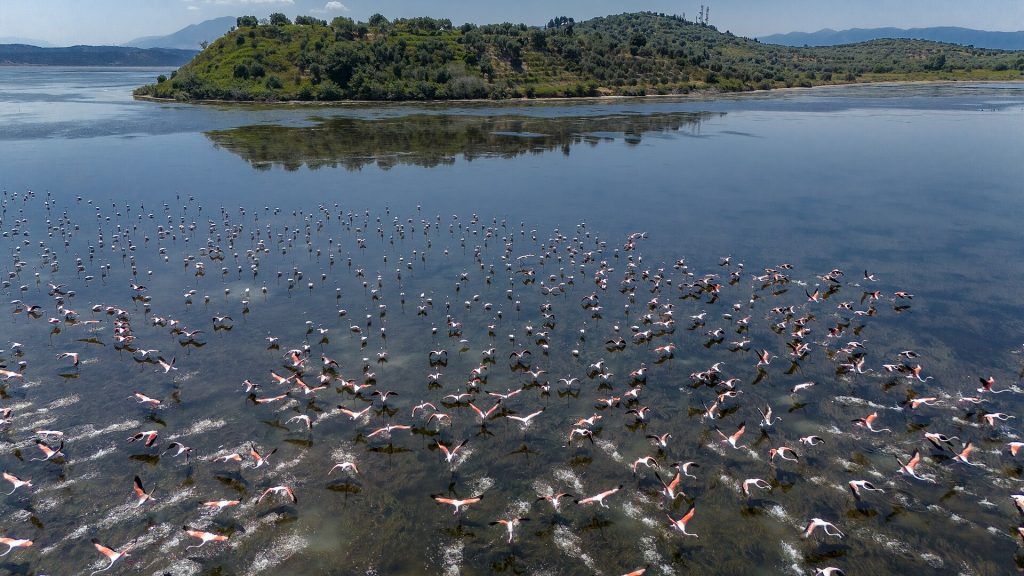 Flamingosi na Laguni Narta
