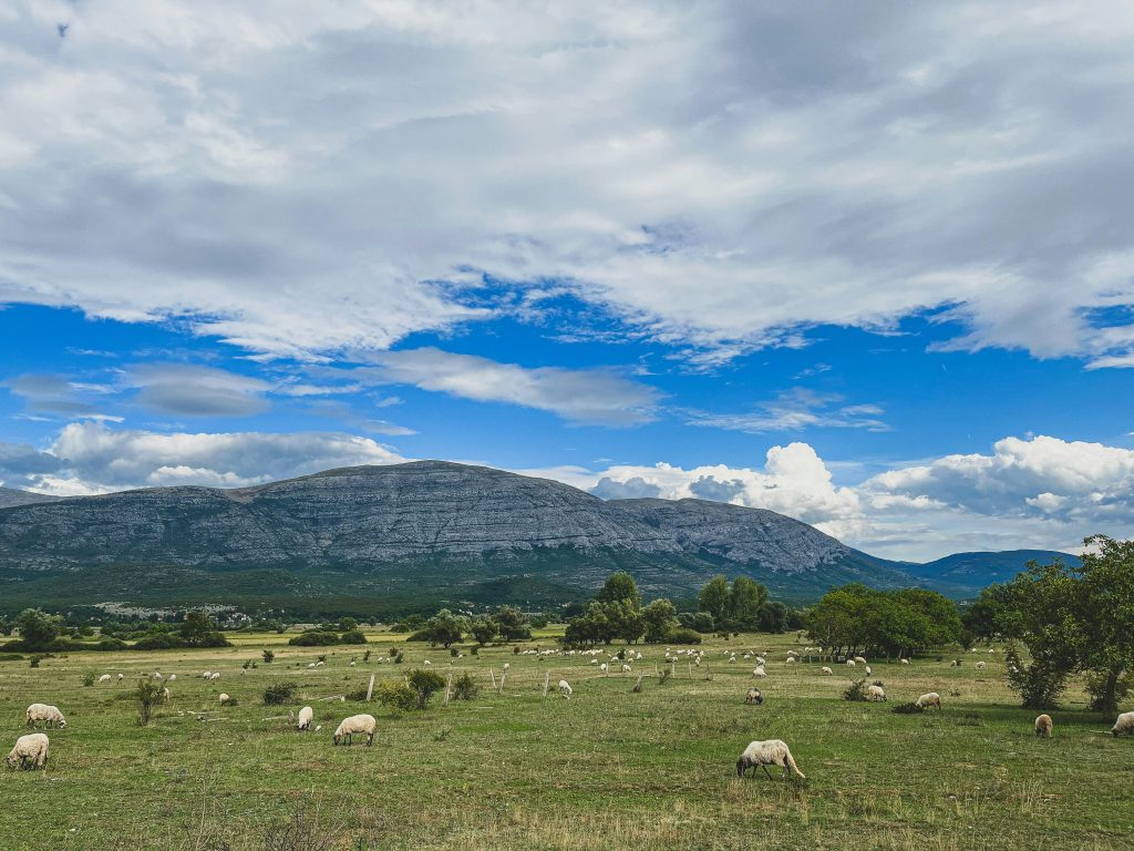 Idiličan krajolik u podnožju planine Dinare s pasištem i stadom ovaca na prostranoj livadi pod oblačnim nebom.