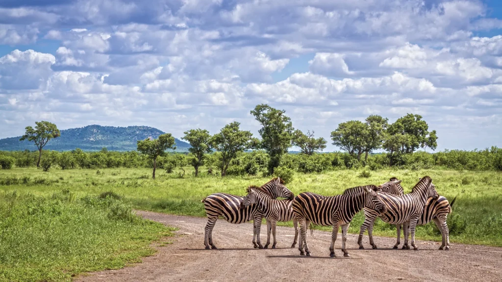 Nacionalni park Kruger, južna Afrika, na fotografiji zebre na putu okruzene tipičnim krajolikom savane sa zelenim raslinjem