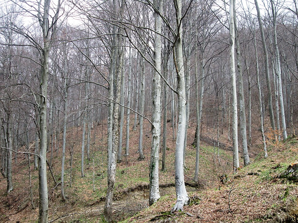 Medvednica