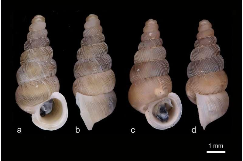 Cochlostoma komarnica i Cochlostoma dobrido